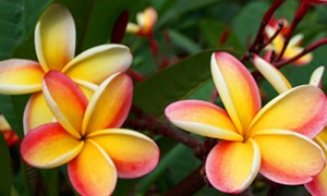 plumeria