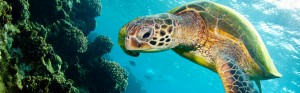 sea turtle