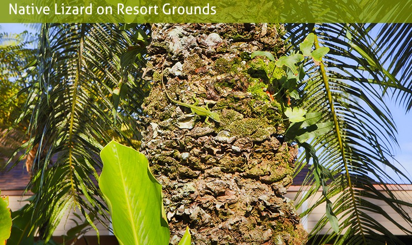 native lizard on resort grounds