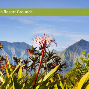 taro fields in valley of hanalei