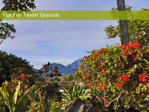 flora on resort grounds