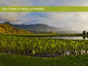 taro fields in valley of hanalei
