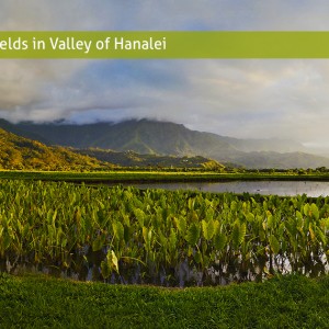 taro fields in valley of hanalei