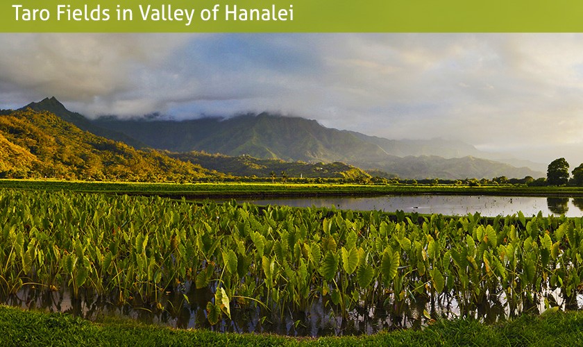 taro fields in valley of hanalei