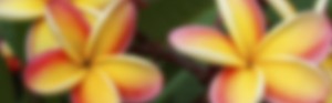 plumeria blur