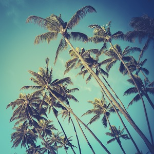 Retro Vintage Style Photo Of Diagonal Palm Trees In Hawaii