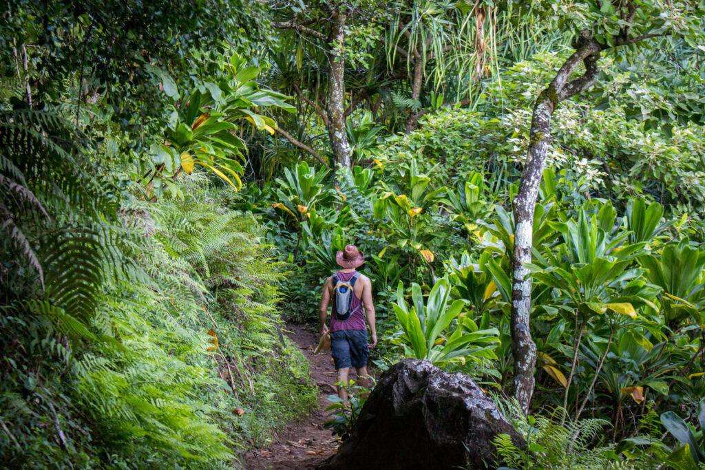 Hiking Trail in Kauai with trees and greenery
