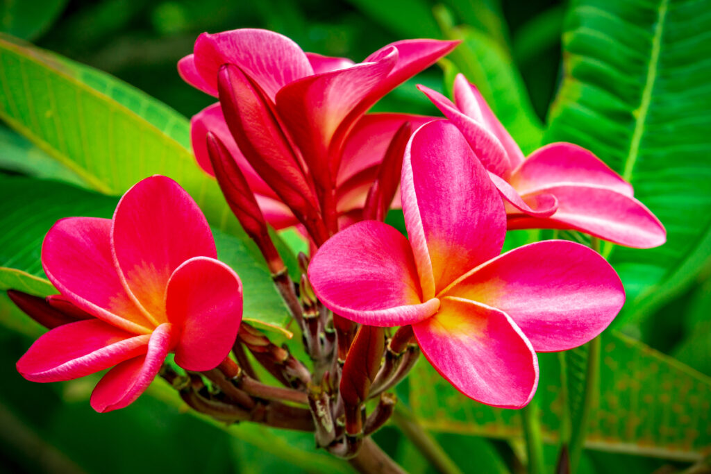 Red Plumeria kauai