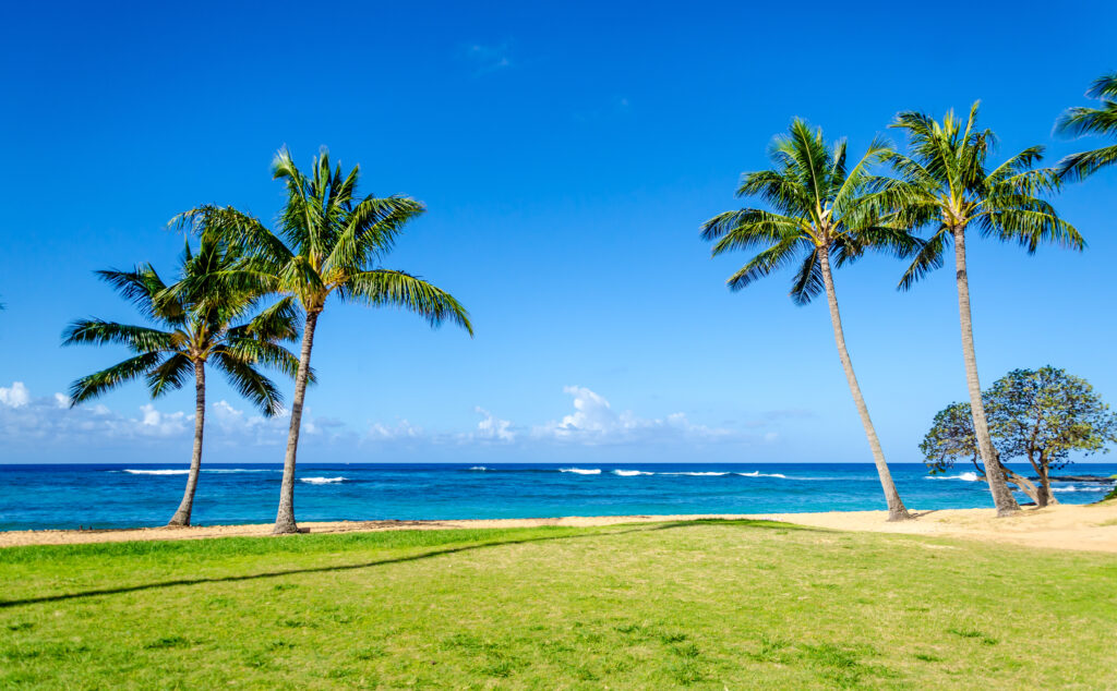 Coconut Palm trees on the sandy Poipu beach in Hawaii, Kauai