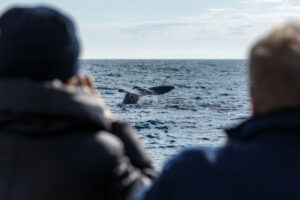 group of tourists on a boat whale watching