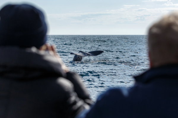group of tourists on a boat whale watching