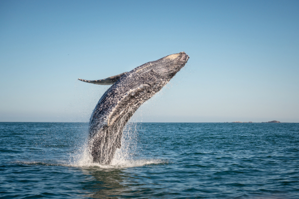 humpback whale breaching in the ocean