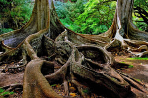 close up of tree in kauai