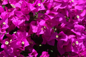 close up of purple flowers in kauai