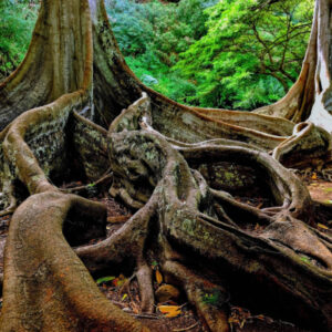 A Lush Escape: Discovering Princeville Botanical Gardens