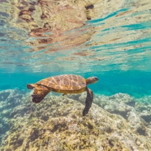 Best Snorkeling in Kauai